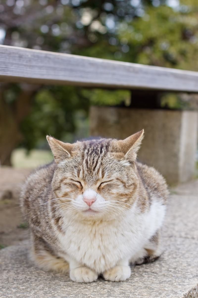 ベンチの下でうずくまる猫の写真