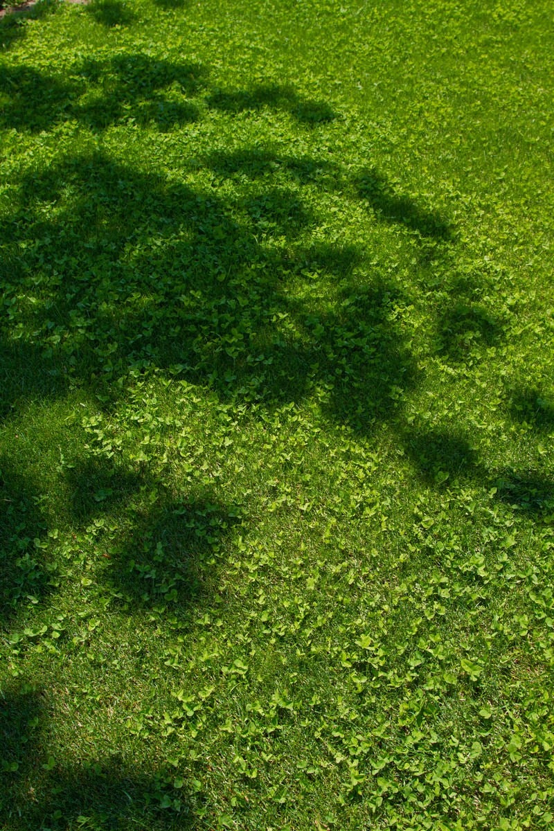 芝生と木の陰の写真