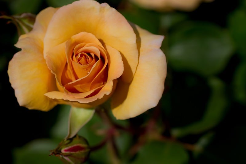 水滴がついたシックな薔薇の写真