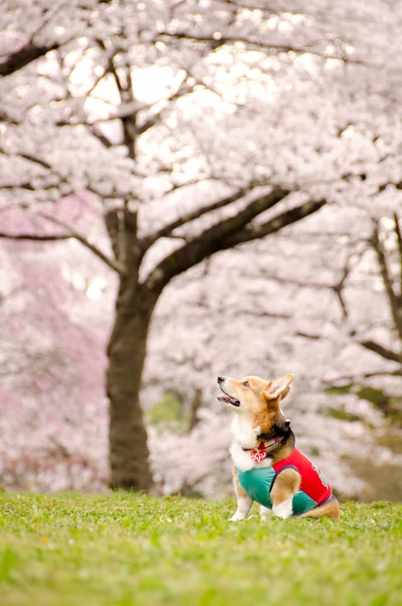 「花よりワンコ」の写真