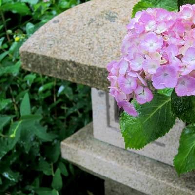 薄いピンクの紫陽花と灯籠の写真