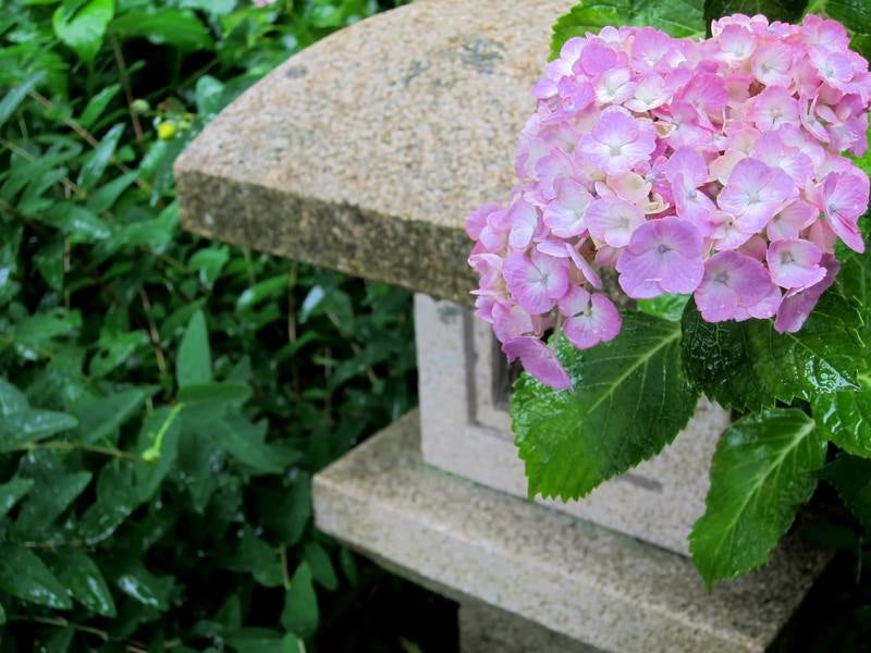 薄いピンクの紫陽花と灯籠の写真