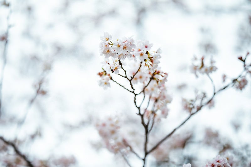 冬に咲く桜の写真