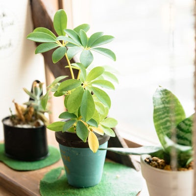 カフェの窓辺の観葉植物の写真