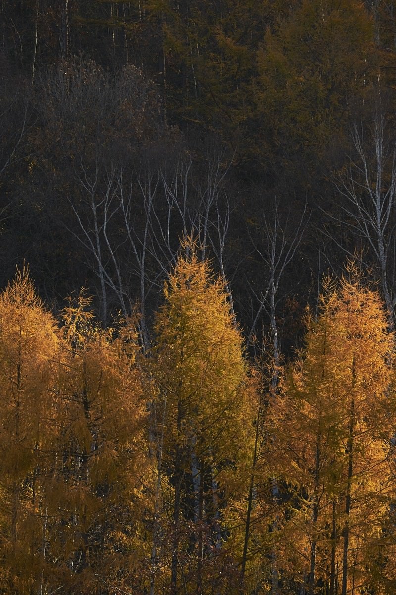 黄色いカラマツの紅葉の写真