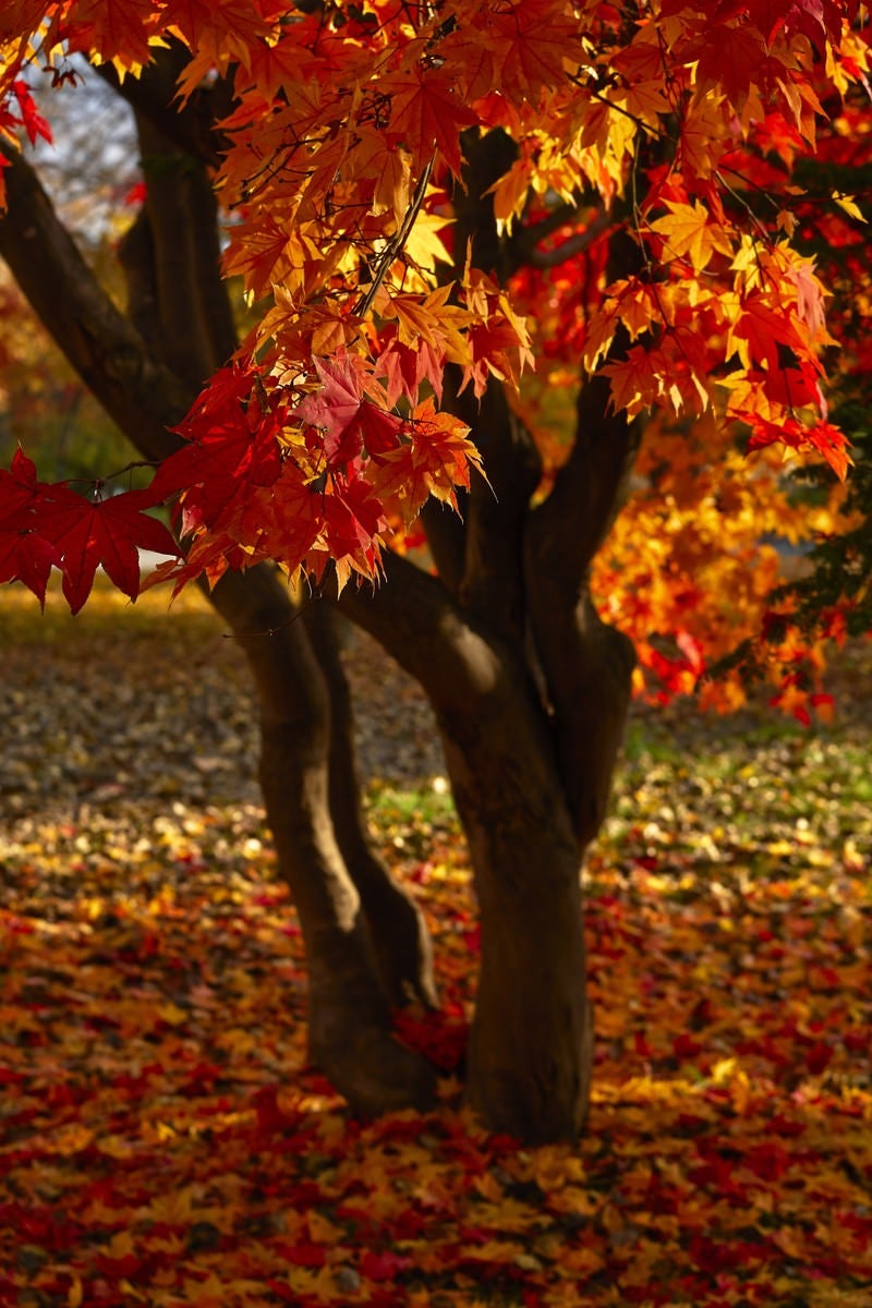 真っ赤に染まった紅葉の写真