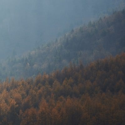 カラマツの紅葉の写真