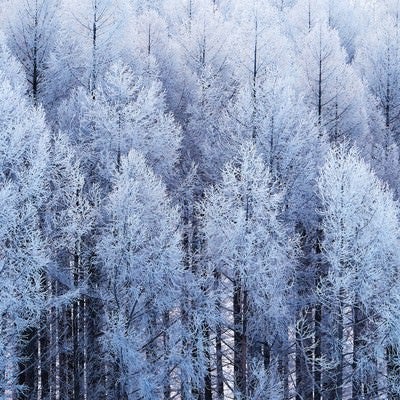 霧氷の山林の写真