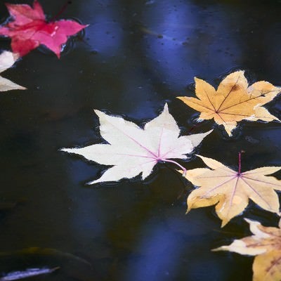 水の上のモミジの写真