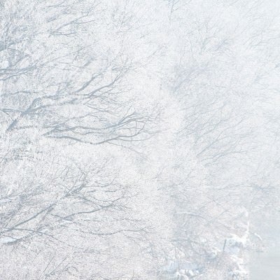 樹氷の写真