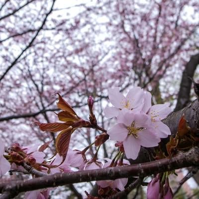 遅咲きの桜（北海道）の写真