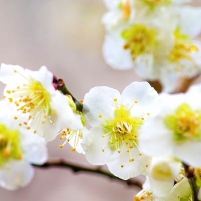 白い梅の花のアップの写真