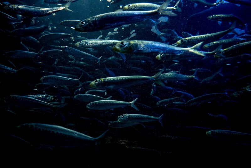 泳ぐ魚群の写真