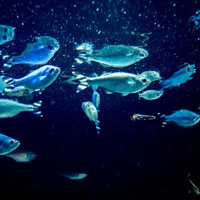 水槽と魚たちの写真