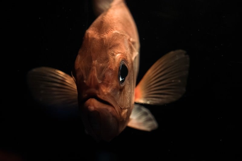 深海魚コワいの写真