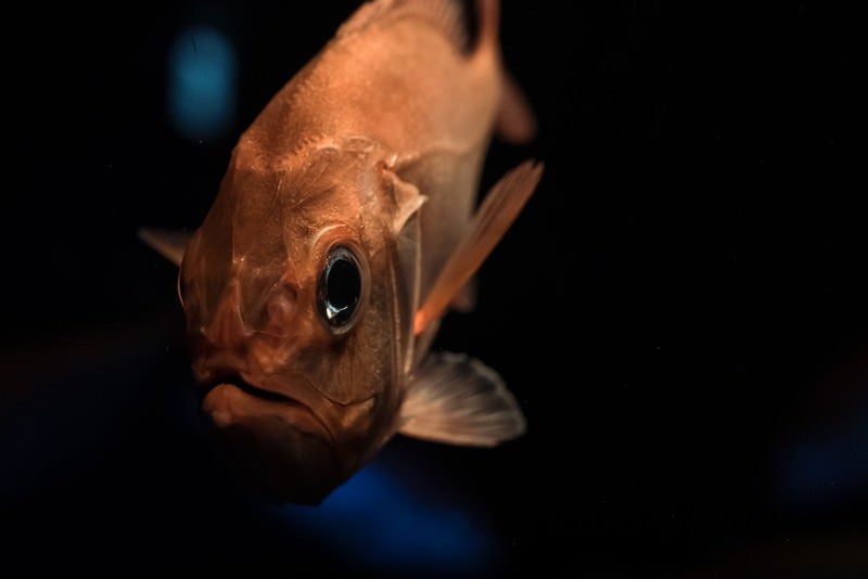 深海魚の写真