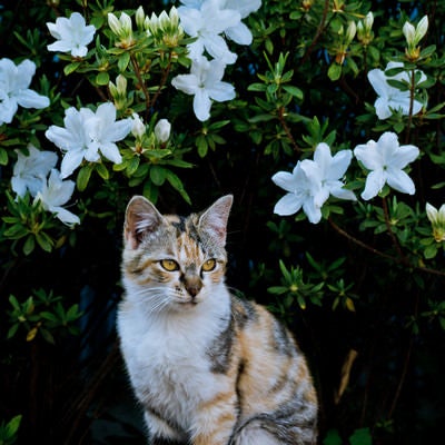 お花と猫ちゃんの写真