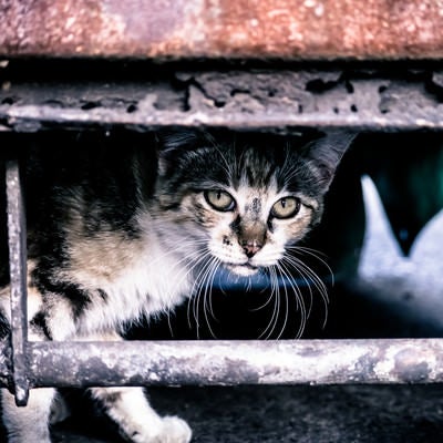 やせ細った野良猫の写真