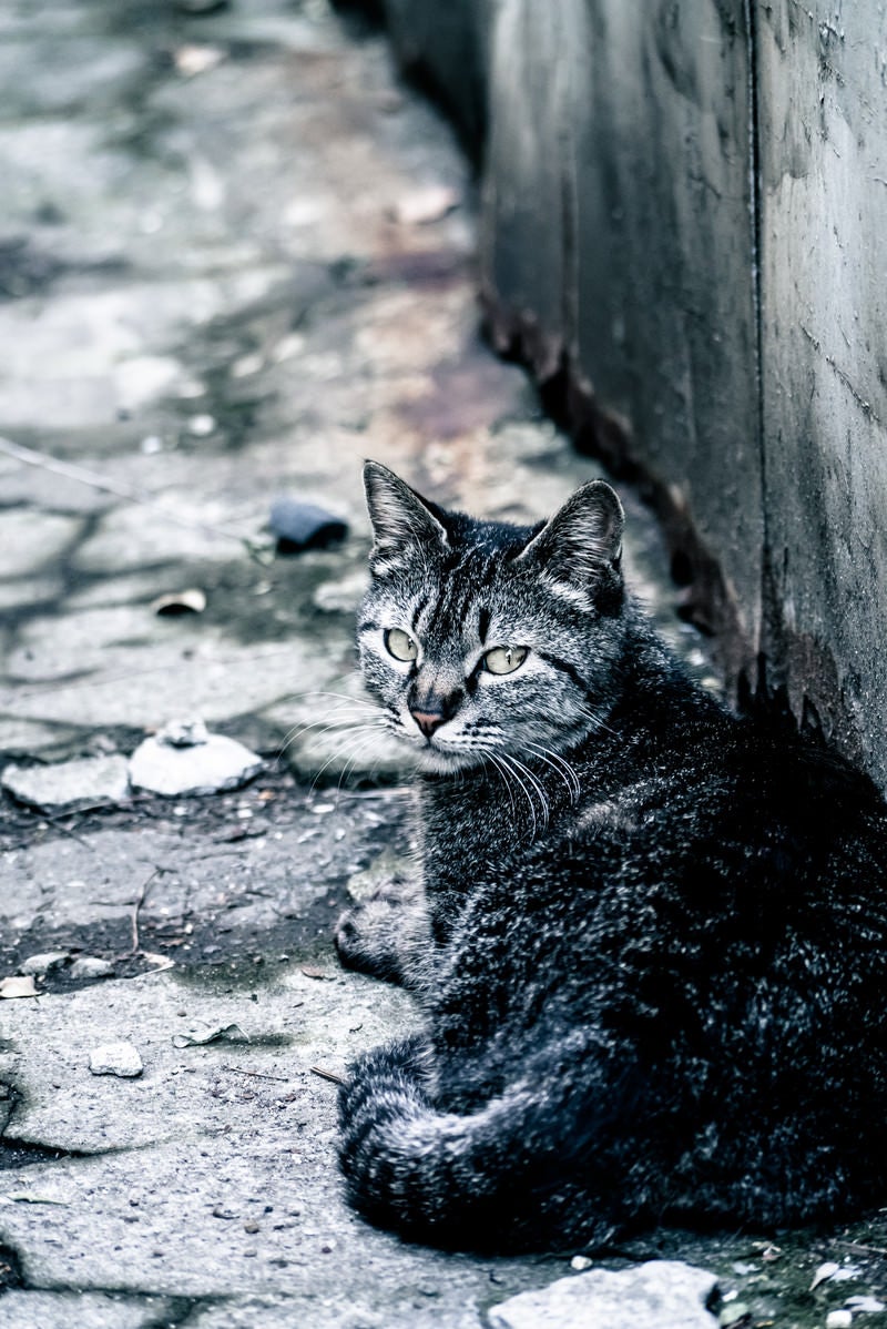 振り返る野良猫の写真