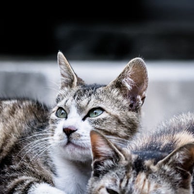 明日から本気出す猫の写真