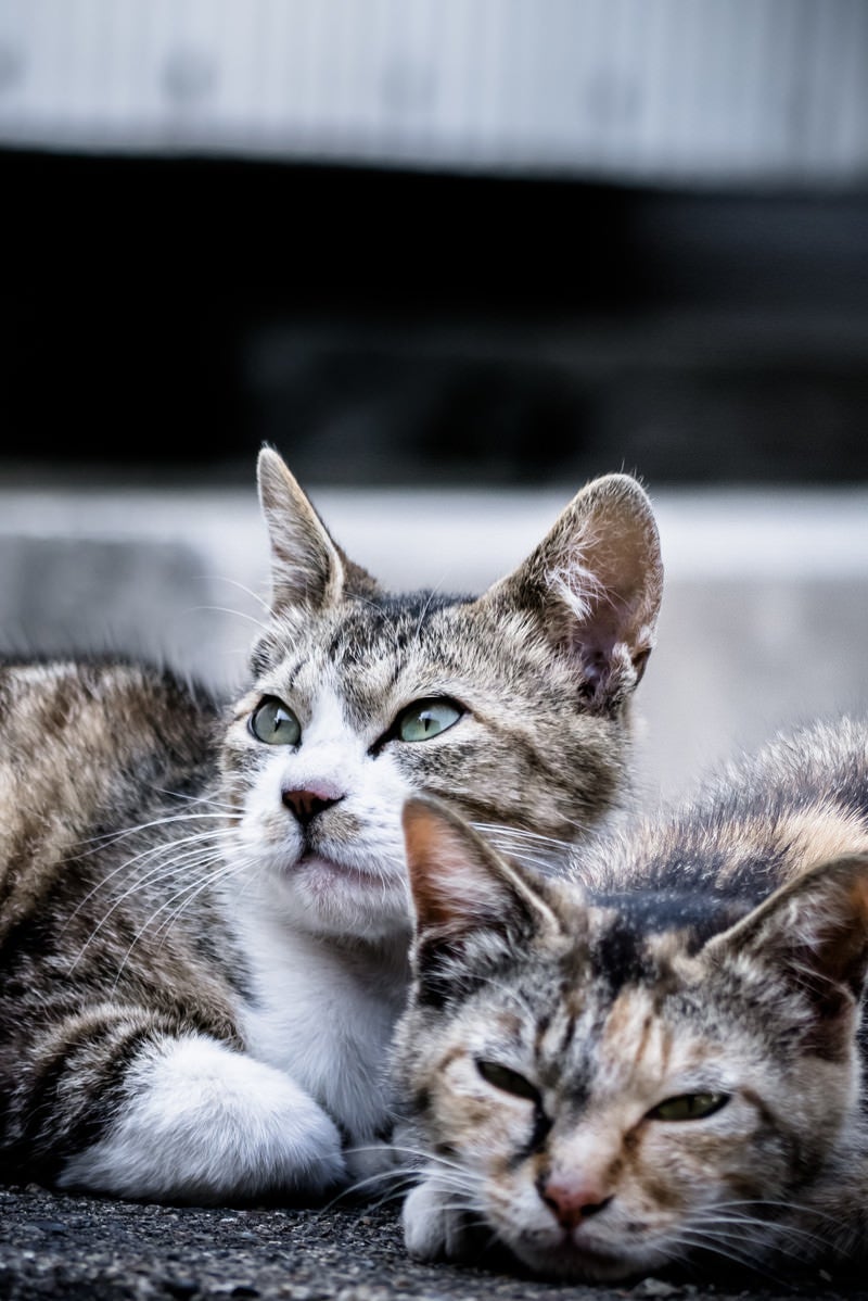 明日から本気出す猫の写真