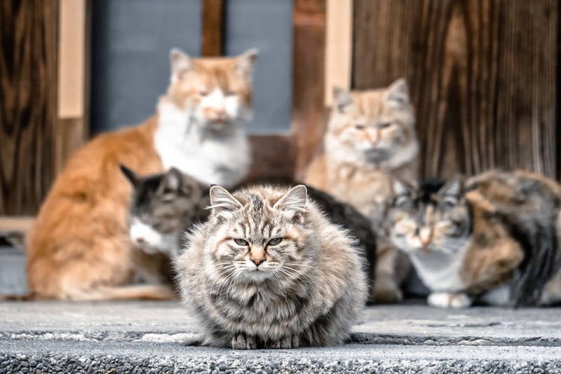 三代目ネコ・ソウル・ブラザーズの写真