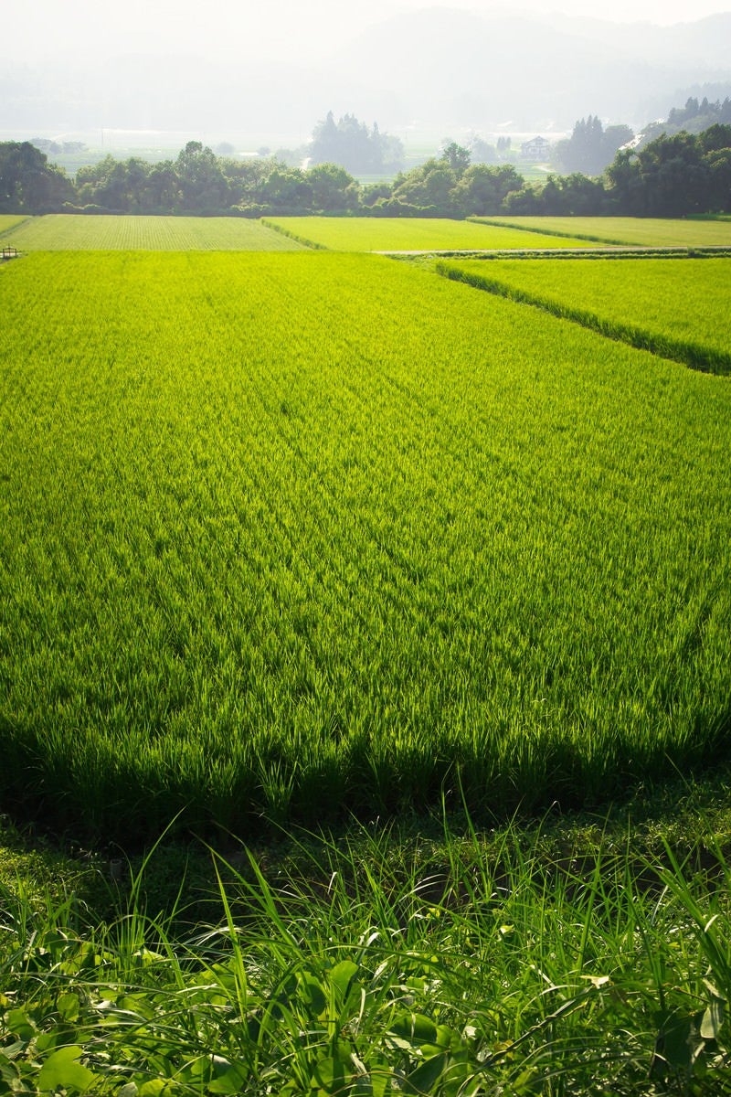 田舎の田んぼの写真