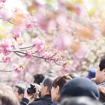 花見に訪れた観光客の写真