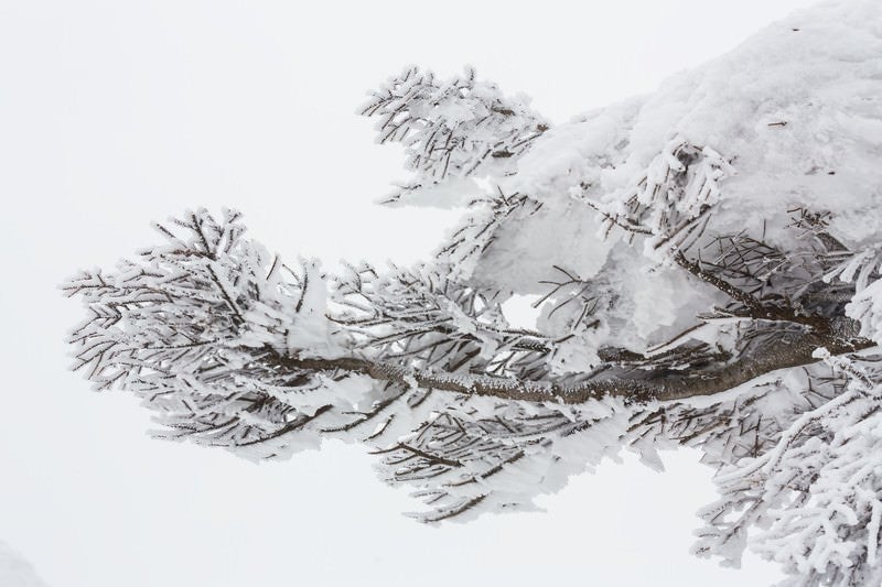 蔵王の樹氷の写真