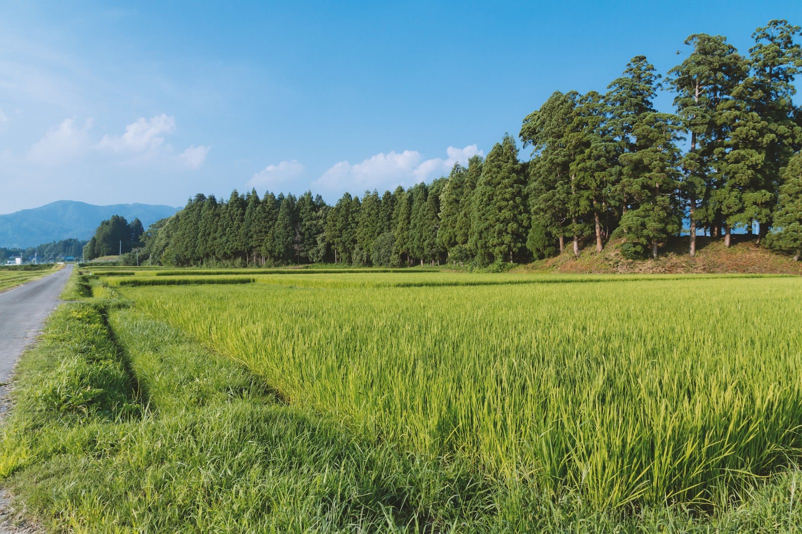 「田舎の田畑」の写真