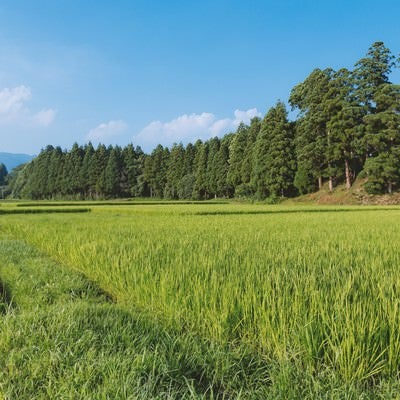 田舎の田畑の写真