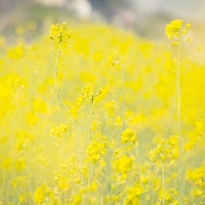 黄色いテクスチャー（菜の花）の写真