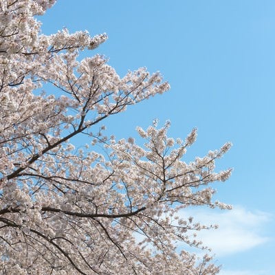 春の桜の写真