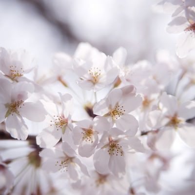 冷たい桜の花の写真