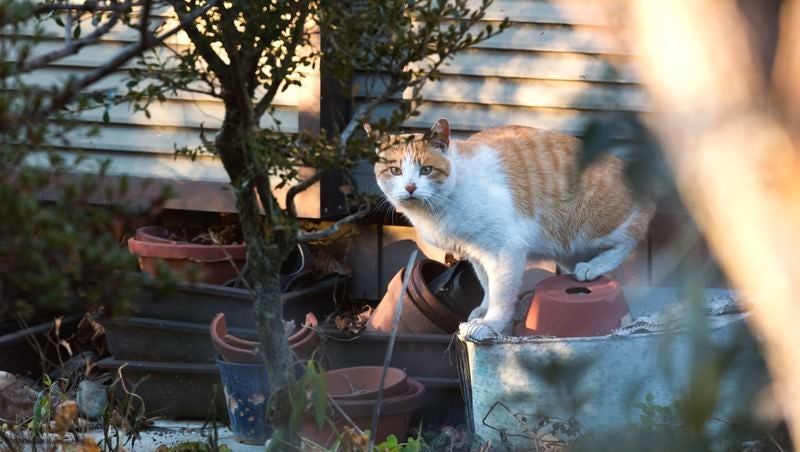 こっちみんな。猫の写真