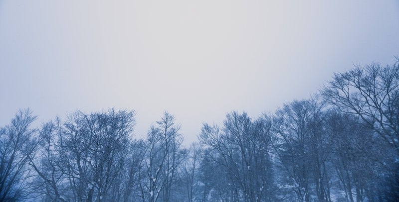 雪林の写真