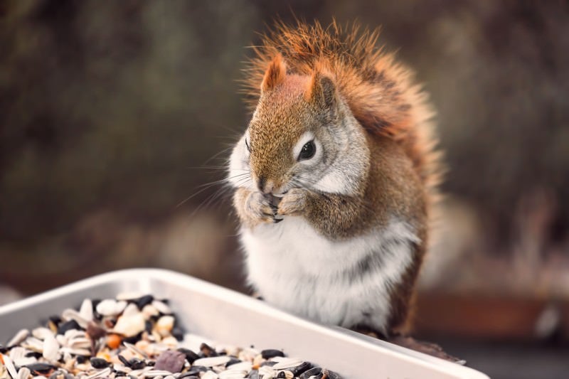 エサを食べるアカリスの写真