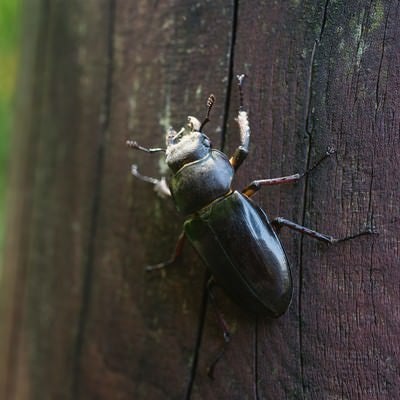 クワガタムシのメスの写真