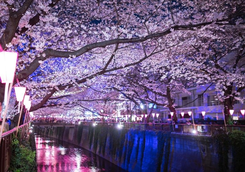 目黒川の桜のアーチ（夜桜）の写真