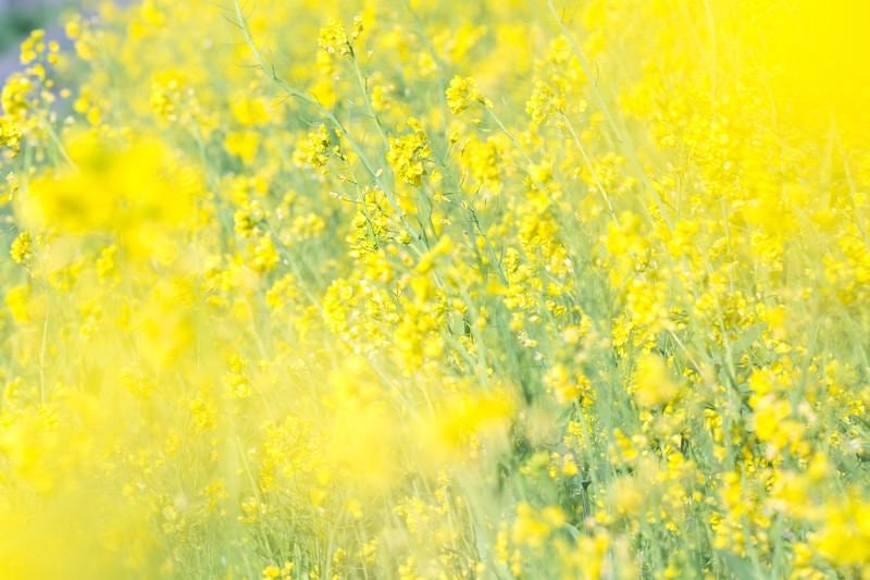 満開の菜の花畑の写真