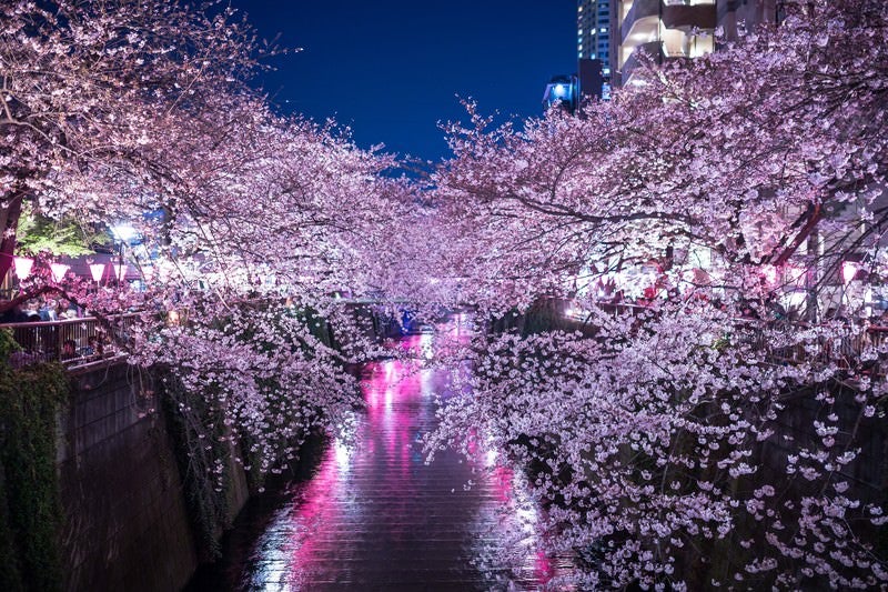 満開の夜桜（目黒川）の写真