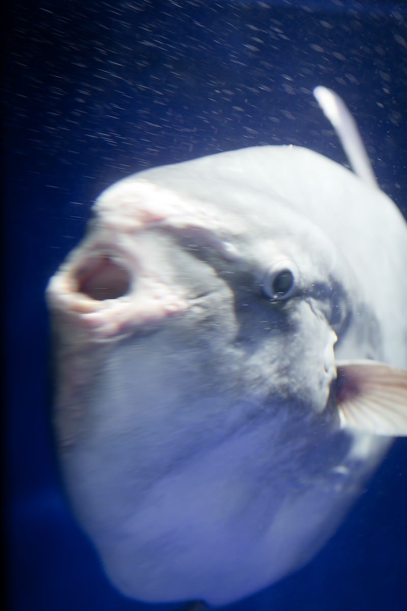 進撃のマンボウの写真