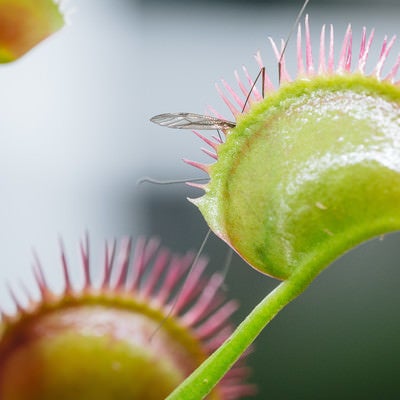 【閲覧注意】羽虫をパクっとハエトリソウの写真