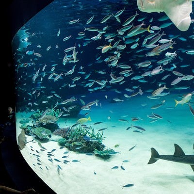 サンシャイン水族館の巨大水槽と見上げる子供の写真