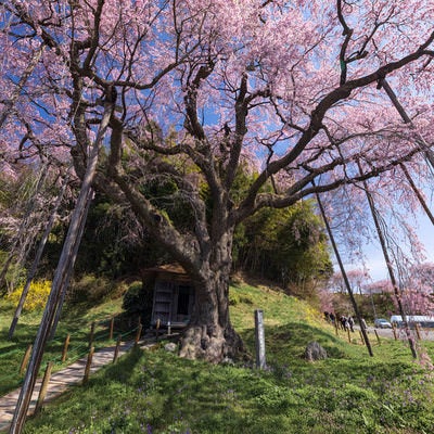 地蔵堂にかかる紅枝垂地蔵桜の影の写真