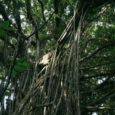 旧島民奥山邸跡地の大きく枝を広げたガジュマルの巨木の写真