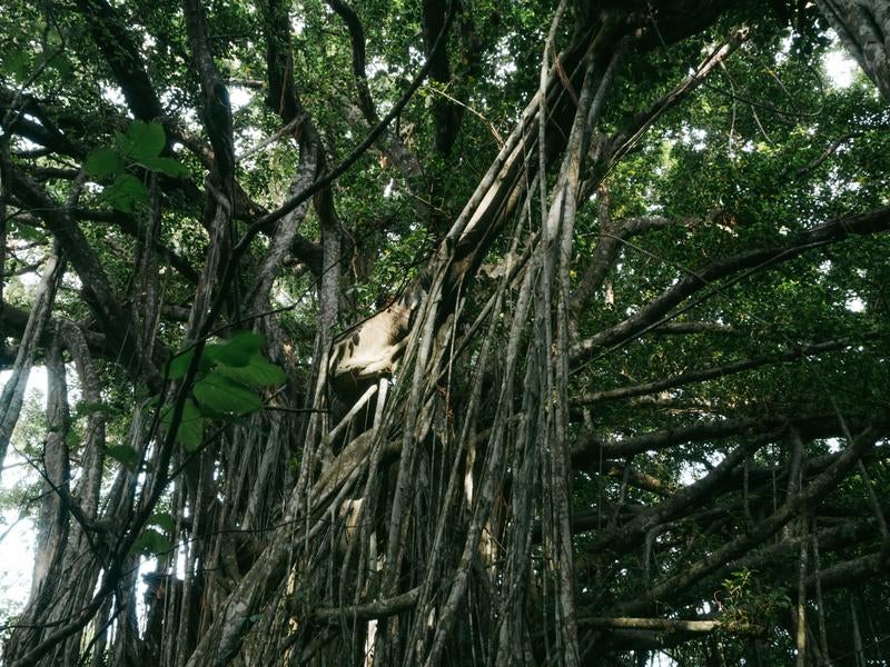 旧島民奥山邸跡地の大きく枝を広げたガジュマルの巨木の写真