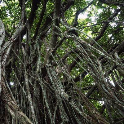 光を遮るガジュマルの巨木が作り出す薄暗い空間の写真