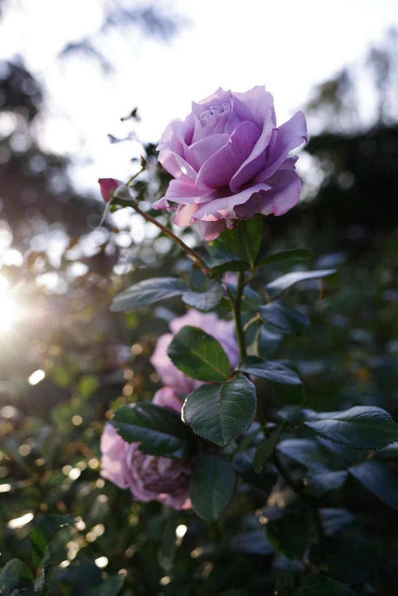 エモい紫の薔薇の写真