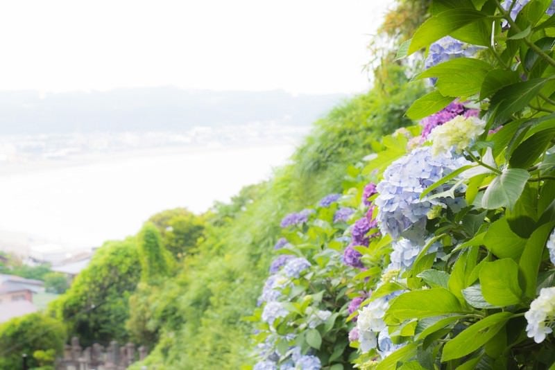 山の上の紫陽花の写真